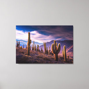Deserts   Cactus Landscape Argentina Canvas Print