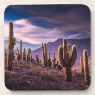 Deserts   Cactus Landscape Argentina Coaster