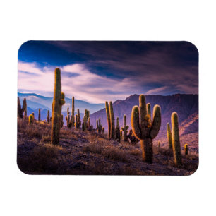 Deserts Cactus Landscape Argentina Magnet