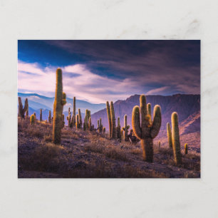 Deserts   Cactus Landscape Argentina Postcard