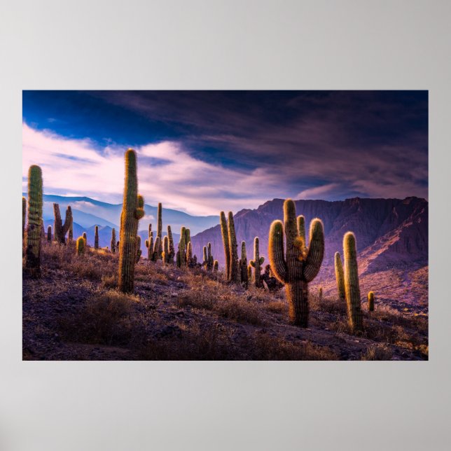 Deserts | Cactus Landscape Argentina Poster (Front)