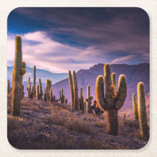 Deserts Cactus Landscape Argentina Square Paper Coaster