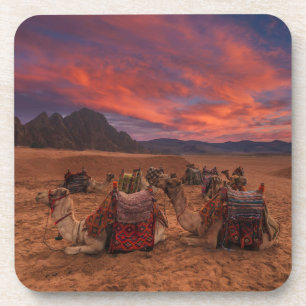 Deserts Camels Sinai Mountains Egypt Coaster