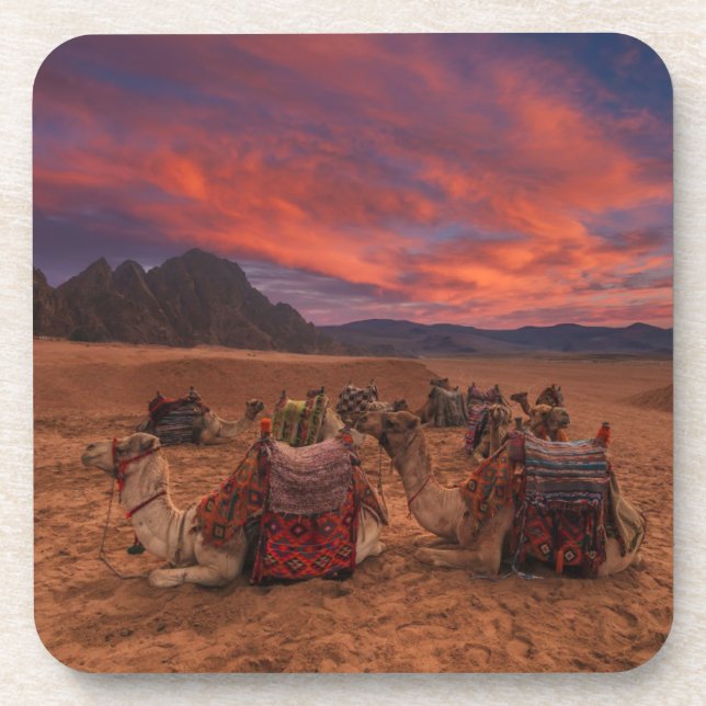 Deserts | Camels Sinai Mountains Egypt Coaster (Front)