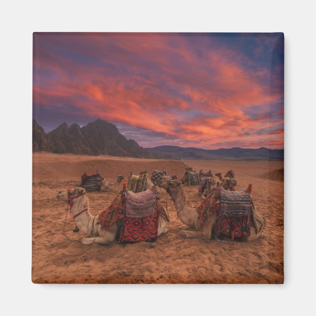 Deserts | Camels Sinai Mountains Egypt Magnet (Front)