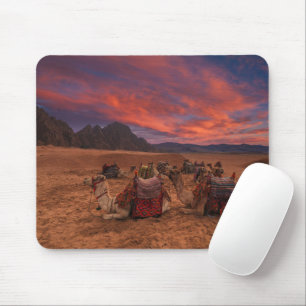 Deserts Camels Sinai Mountains Egypt Mouse Pad