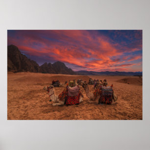 Deserts   Camels Sinai Mountains Egypt Poster