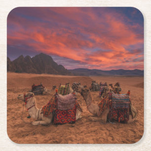 Deserts Camels Sinai Mountains Egypt Square Paper Coaster