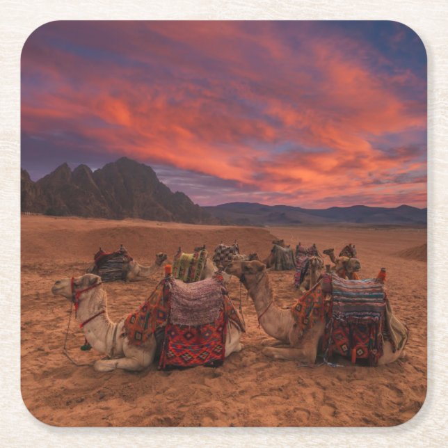 Deserts | Camels Sinai Mountains Egypt Square Paper Coaster (Front)