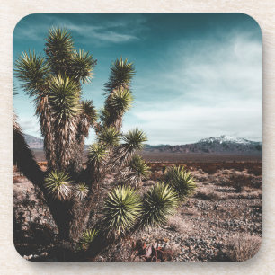 Deserts   Cholla Cactus Coaster