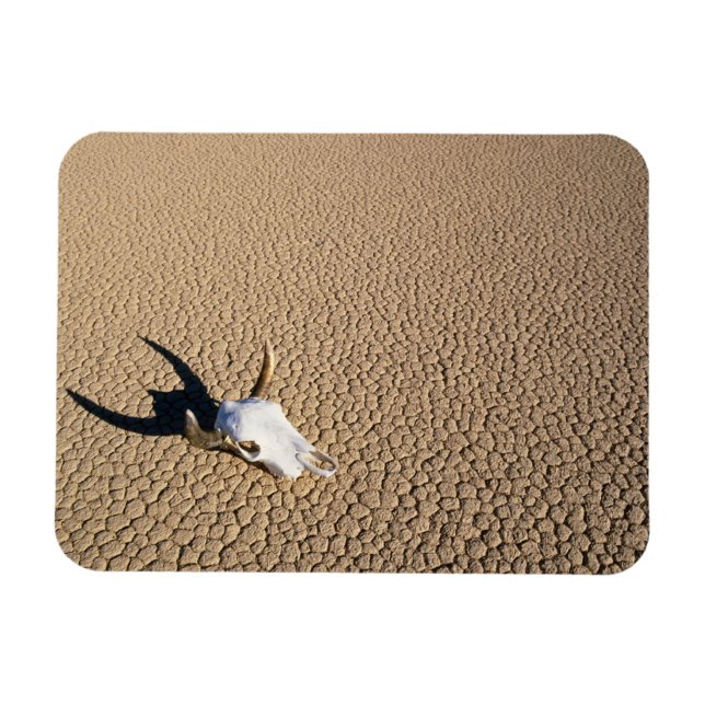Deserts | Cow Skull on the Desert Ground Magnet (Horizontal)