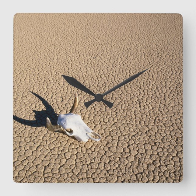 Deserts | Cow Skull on the Desert Ground Square Wall Clock (Front)