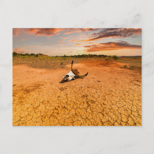 Deserts Desert with Cow Skull Postcard