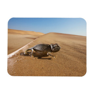 Deserts Namaqua Chameleon in Desert Magnet
