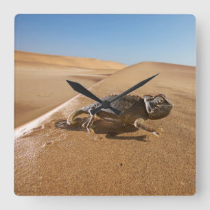 Deserts Namaqua Chameleon in Desert Square Wall Clock
