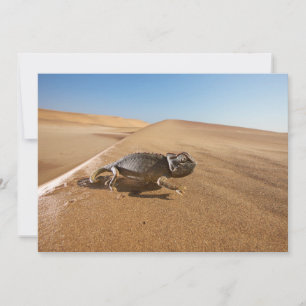 Deserts   Namaqua Chameleon in Desert Thank You Card