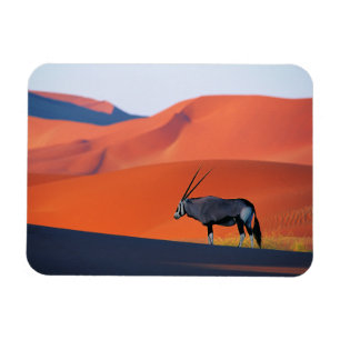 Deserts Namib Desert Oryx Magnet