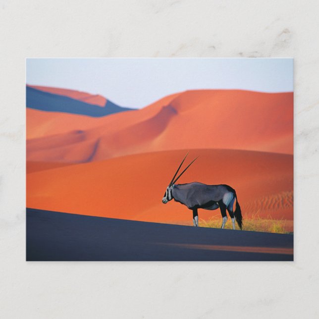 Deserts | Namib Desert Oryx Postcard (Front)