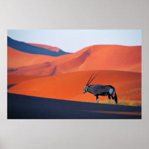 Deserts Namib Desert Oryx Poster