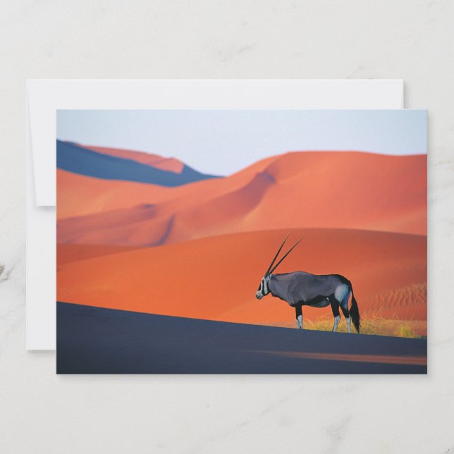 Deserts | Namib Desert Oryx Thank You Card (Front)
