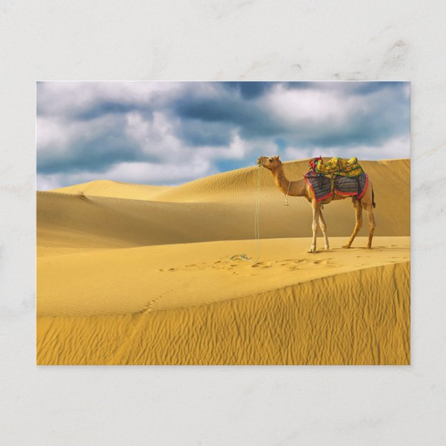 Deserts | Thar Desert Rajasthan India Camel Postcard (Front)