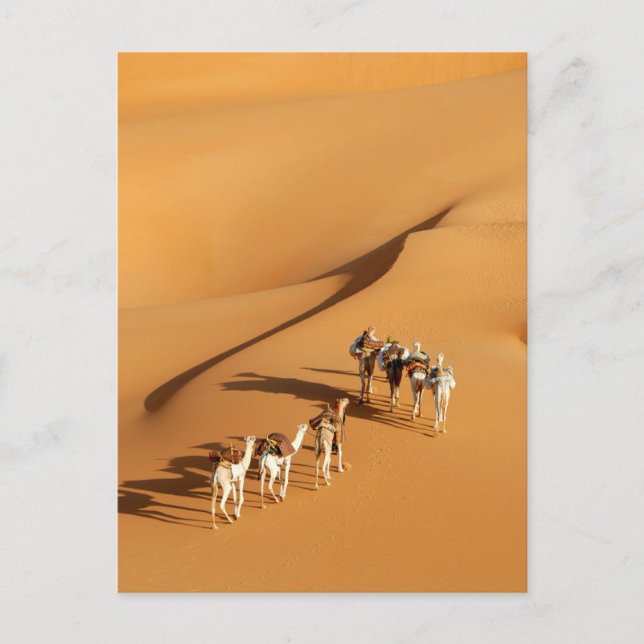 Deserts | Tuareg Walk with Camels Postcard (Front)