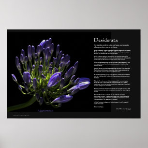 Desiderata - Agapanthus, African Lily Poster