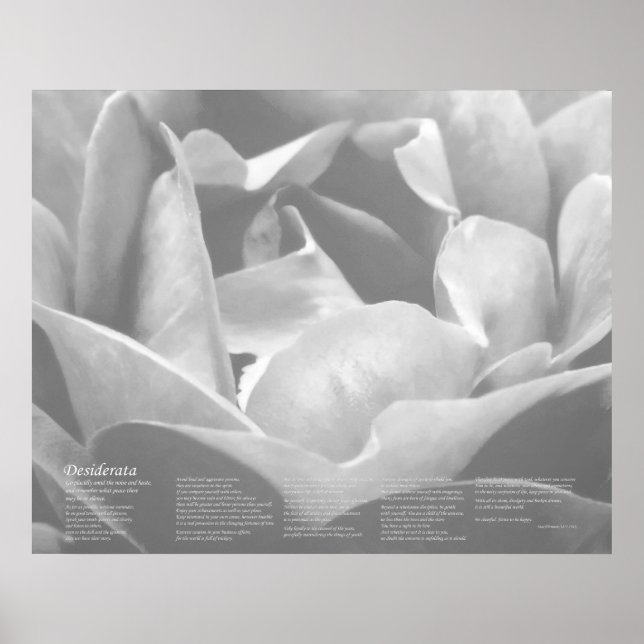 Desiderata - Satin Texture Rose in Black and White Poster (Front)