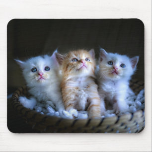 Design - Cute Kittens Mouse Pad
