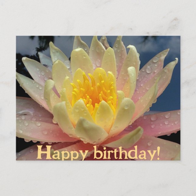 Design/Water Lily, Nymphaeum/Happy Birthday/ Holiday Postcard (Front)