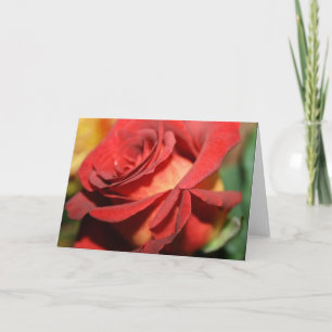 DESIGNER BURNT RED ROSE NOTE CARDS