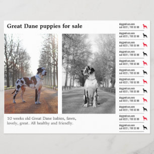 Designer Tear off Great Dane Flyer