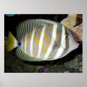 Desjardin’s sailfin tang (Zebrasoma desjardinii) Poster