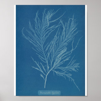 Desmarestia ligulata by Anna Atkins Poster