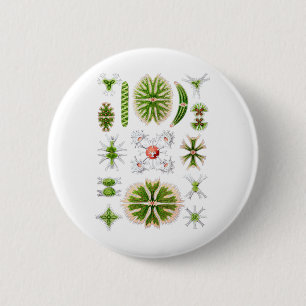 Desmids 6 Cm Round Badge