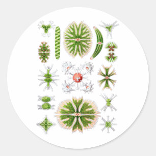 Desmids Classic Round Sticker