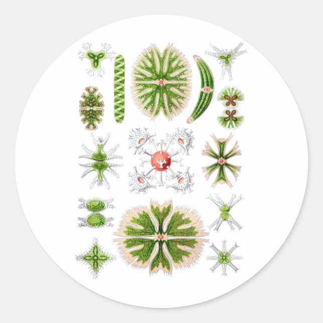Desmids Classic Round Sticker (Front)