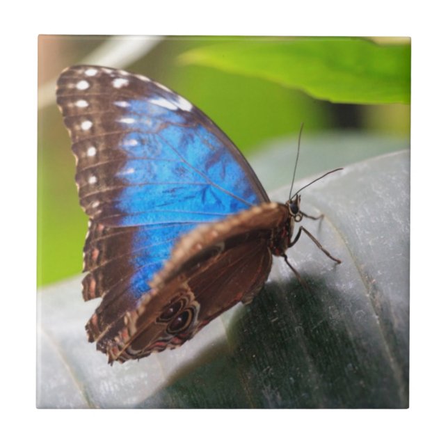 Destiny Gifts Ceramic Tile (Front)