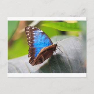 Destiny Gifts Postcard