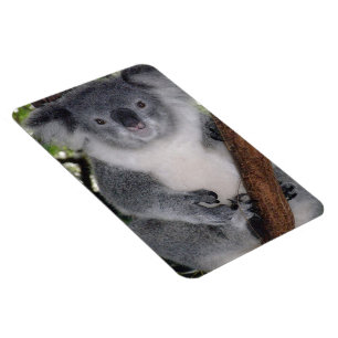 Destiny Zazzle Cute Koala Aussi Outback Magnet