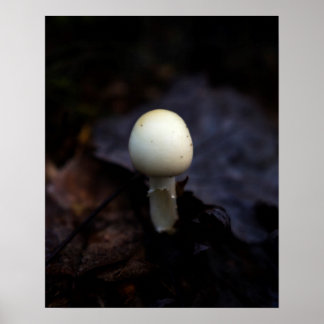 Destroying Angel Death Cap Mushroom Poster