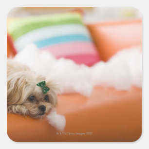 Destructive dog square sticker