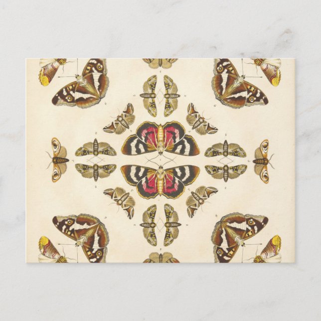 Detail from Plate VI Postcard (Front)