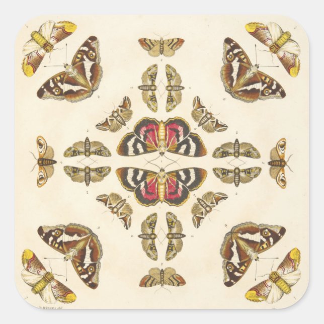 Detail from Plate VI Square Sticker (Front)
