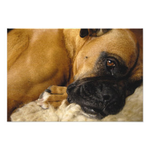 Detail of a Boxer Photo Print