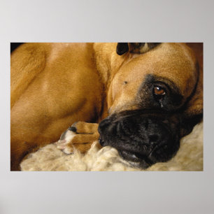 Detail of a Boxer Poster