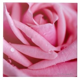 Detail of a Rose Ceramic Tile