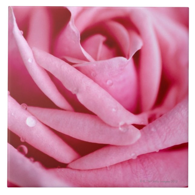 Detail of a Rose Ceramic Tile (Front)