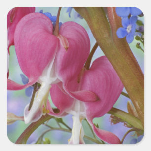 Detail of bleeding hearts and Brunnera Jack Square Sticker