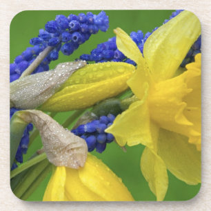 Detail of daffodil and hyacinth flowers. Credit Coaster